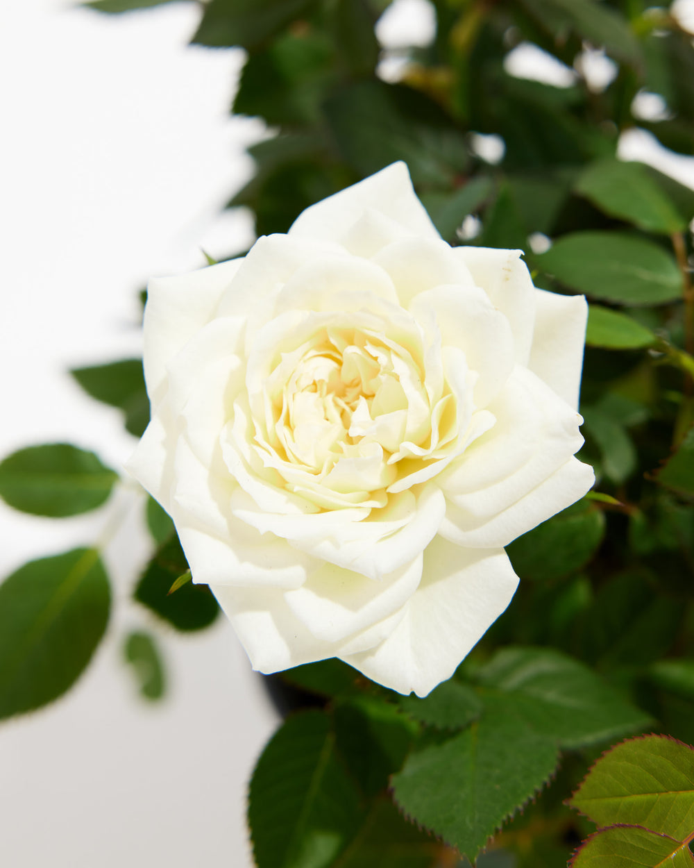 Snow White Miniature Rose close-up of fully opened cream white bloom with layered petals – live flowering mini rose plant for indoor gardens