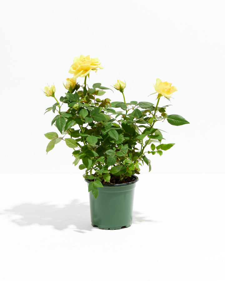 Lemon yellow miniature rose plant in a green plastic nursery grower pot with open blooms and buds on a white background