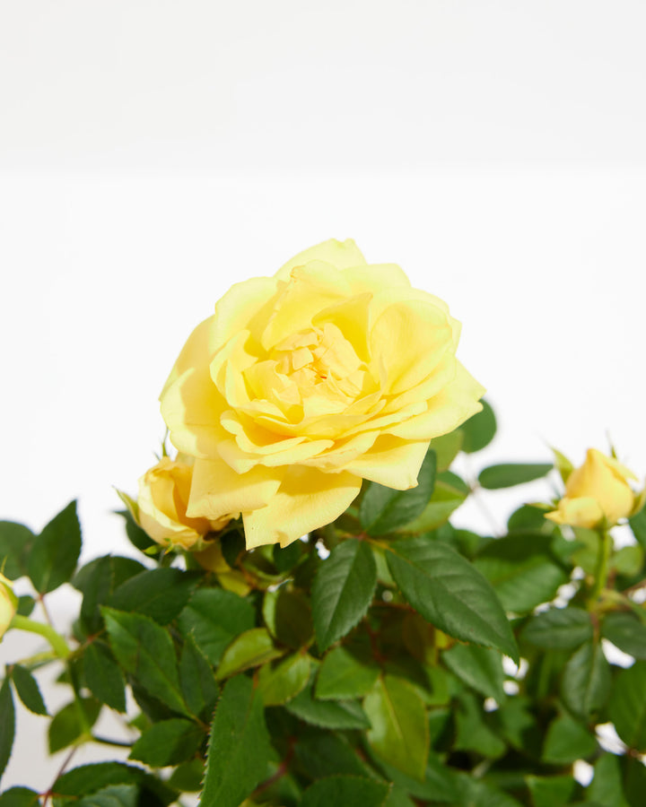 Extreme close-up of a fully open lemon yellow miniature rose bloom with rosebuds and green foliage below on a white background