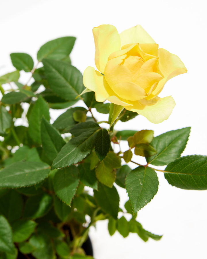 Close-up of a lemon yellow miniature rose in full bloom with buds and lush green leaves on a white background