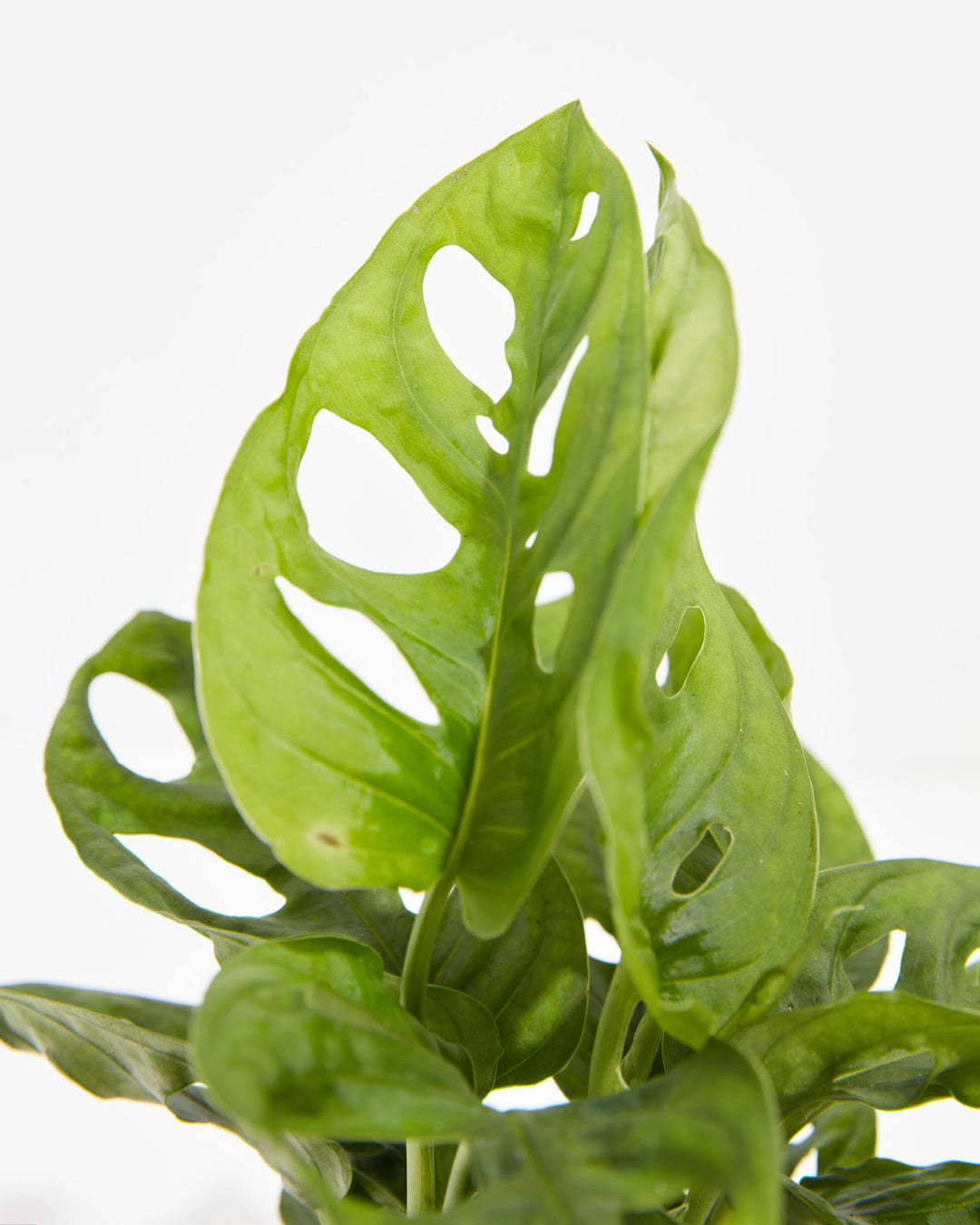 Swiss Cheese Plant featuring a close-up detail view of its unique, bright green foliage with prominent, oval-shaped holes or fenestrations across the leaf surfaces, set against a clean white background.