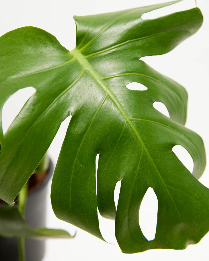 A close-up detail of a Monstera Deliciosa (Split Leaf Philodendron) leaf, showcasing its large, vibrant green surface with multiple natural splits and perforations, or fenestrations, against a white background.