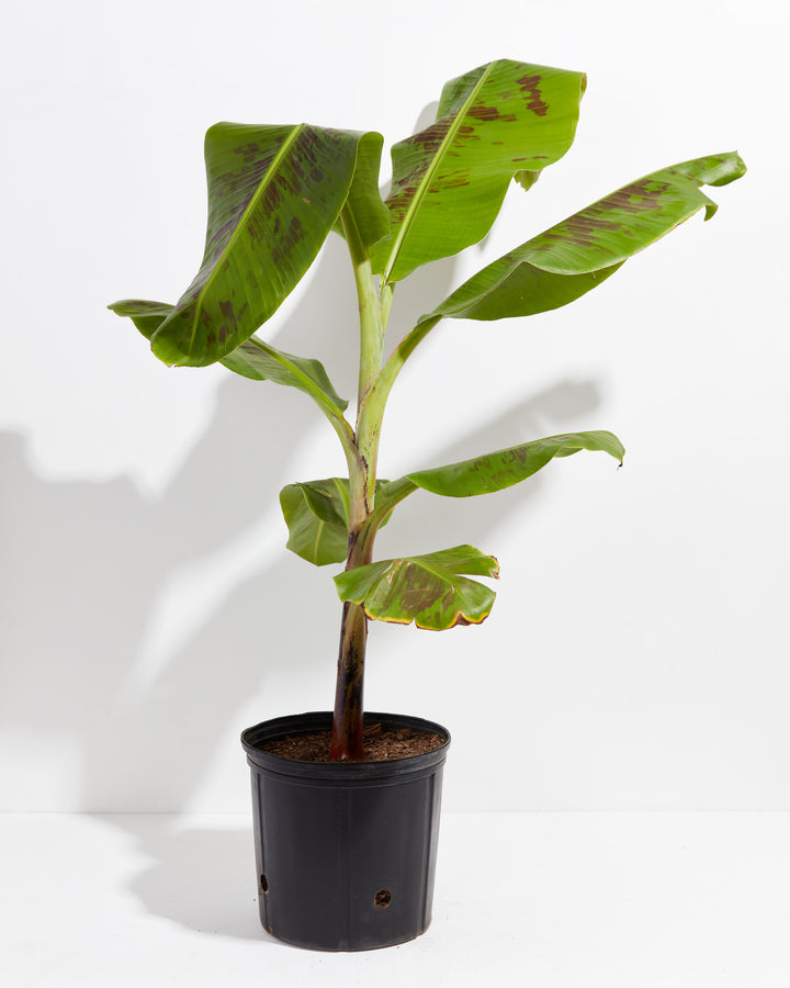 Musa Dwarf Cavendish Banana Tree, Lively Root, Plant, Size, Extra Large, , 