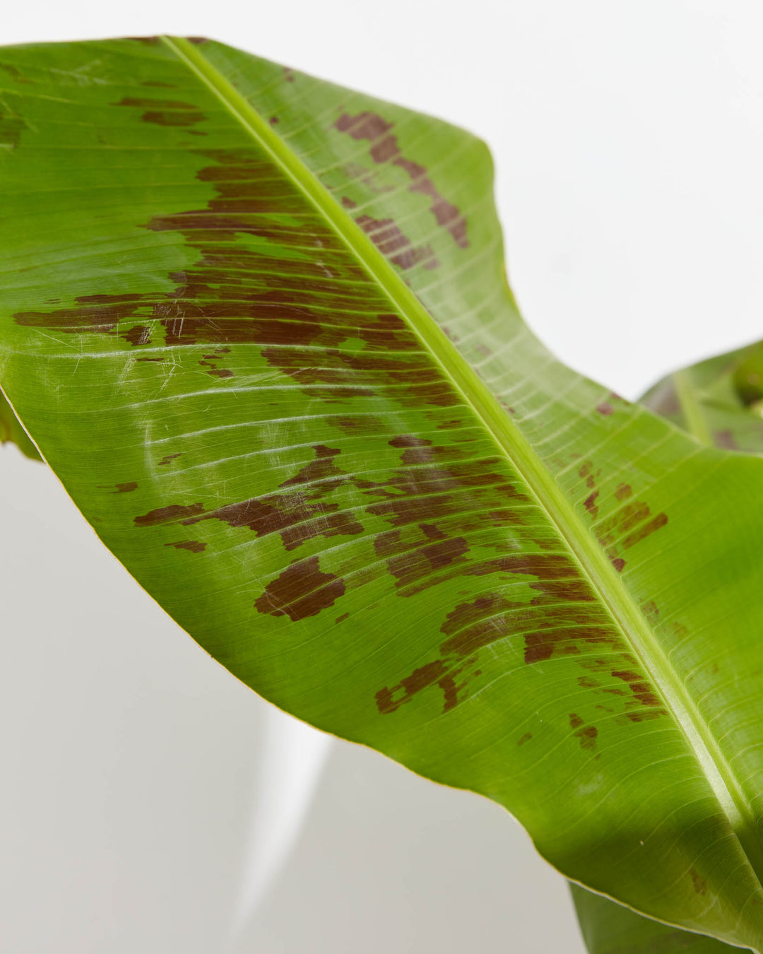 Musa Dwarf Cavendish Banana Tree, Lively Root, Plant, , , , 