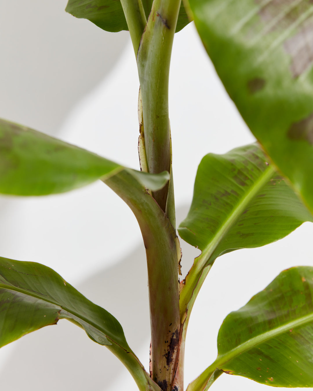 Musa Dwarf Cavendish Banana Tree, Lively Root, Plant, , , , 