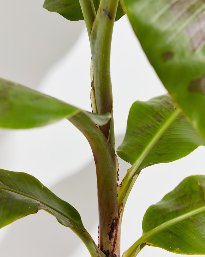 Musa Dwarf Cavendish Banana Tree, Lively Root, Plant, , , , 