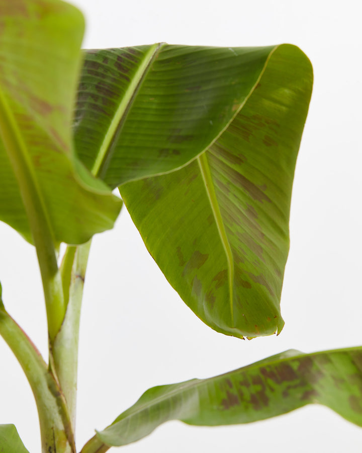 Musa Dwarf Cavendish Banana Tree, Lively Root, Plant, , , , 