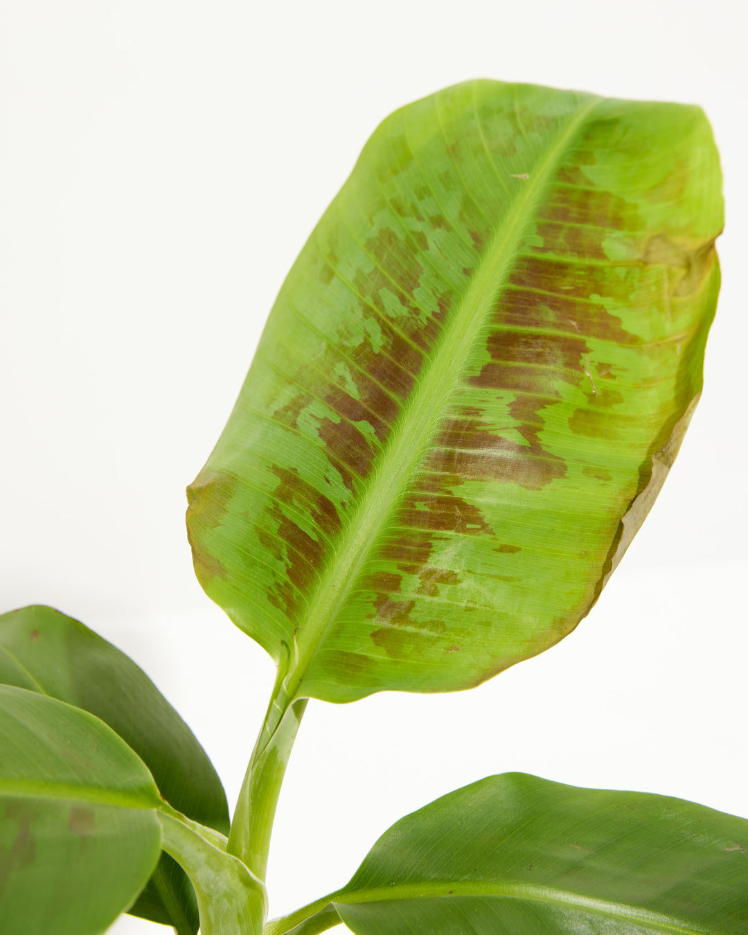 Musa Dwarf Cavendish Banana Tree, Lively Root, Plant, , , , 