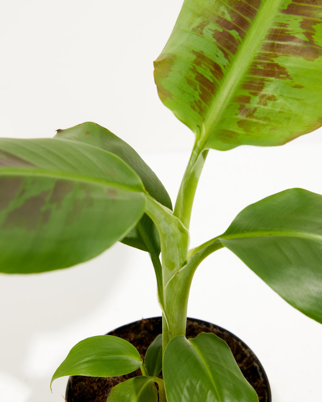 Musa Dwarf Cavendish Banana Tree, Lively Root, Plant, , , , 