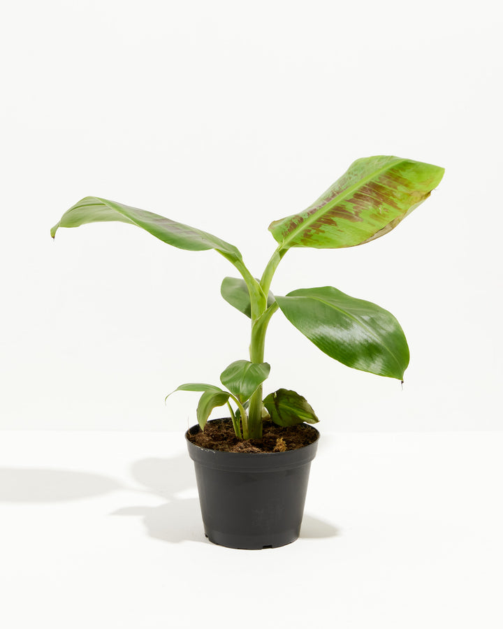 Musa Dwarf Cavendish Banana Tree, Lively Root, Plant, Size, Medium, , 