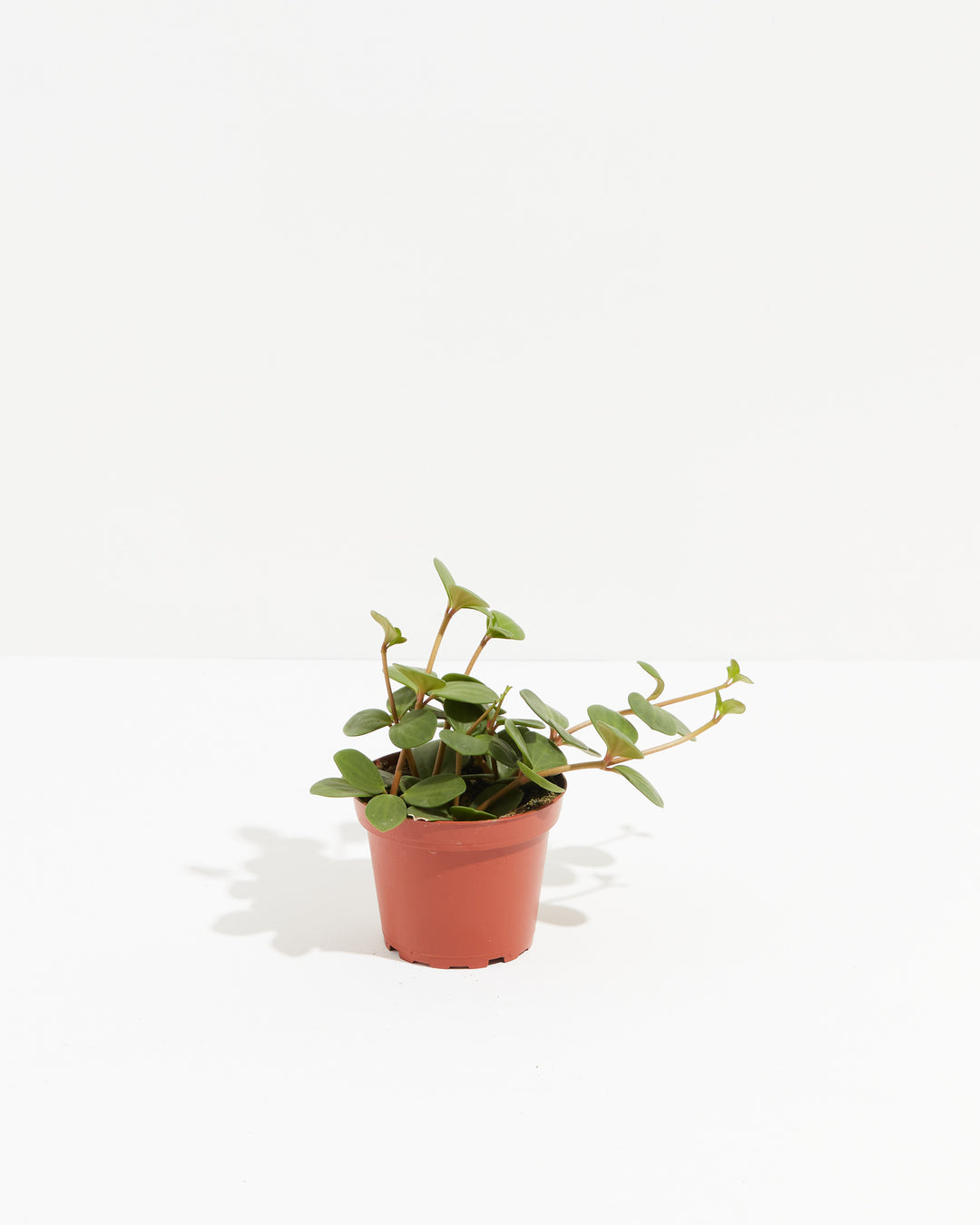 Small Peperomia Hope plant in a terracotta nursery grower pot with sparse trailing stems and round leaves on a white background