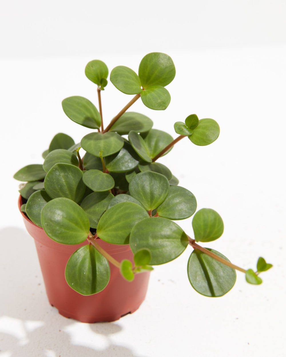 Close-up of Peperomia Hope plant with round glossy leaves on reddish stems in a terracotta grower pot on a white background