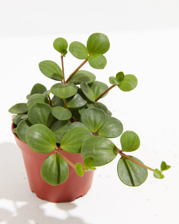 Close-up of Peperomia Hope plant with round glossy leaves on reddish stems in a terracotta grower pot on a white background