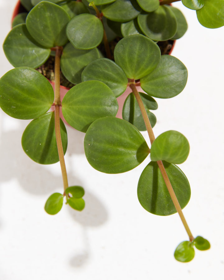 Extreme close-up of Peperomia Hope leaves showing round glossy coin-shaped foliage and thin reddish stems with small new growth