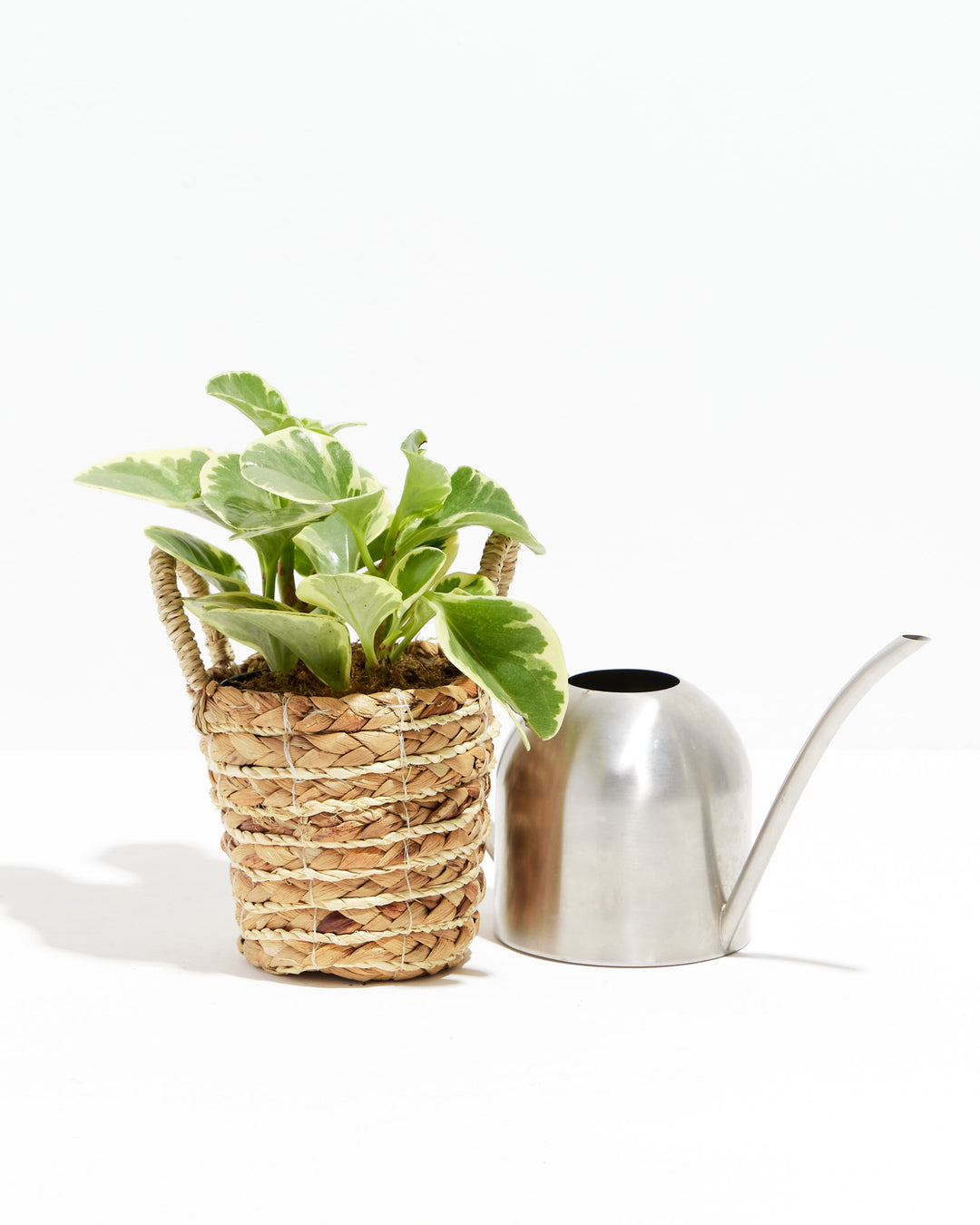 Peperomia Obtusifolia - live indoor plant with variegated leaves in woven basket, shown with stainless steel watering can