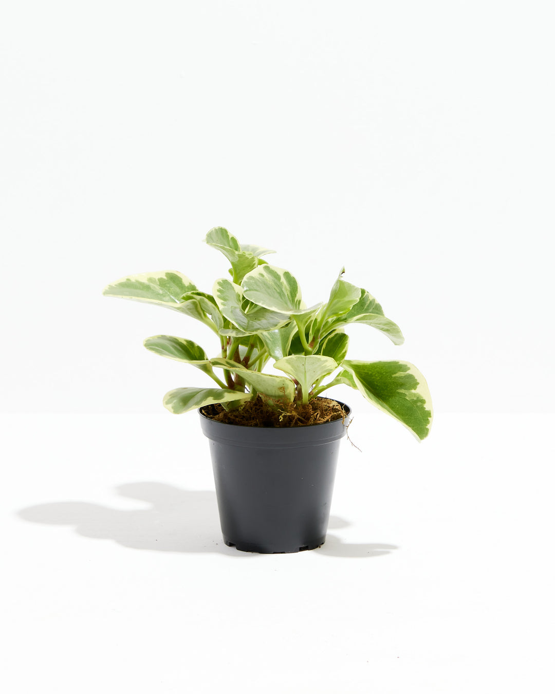Peperomia Obtusifolia - live indoor plant with variegated green and cream leaves in black grower's pot