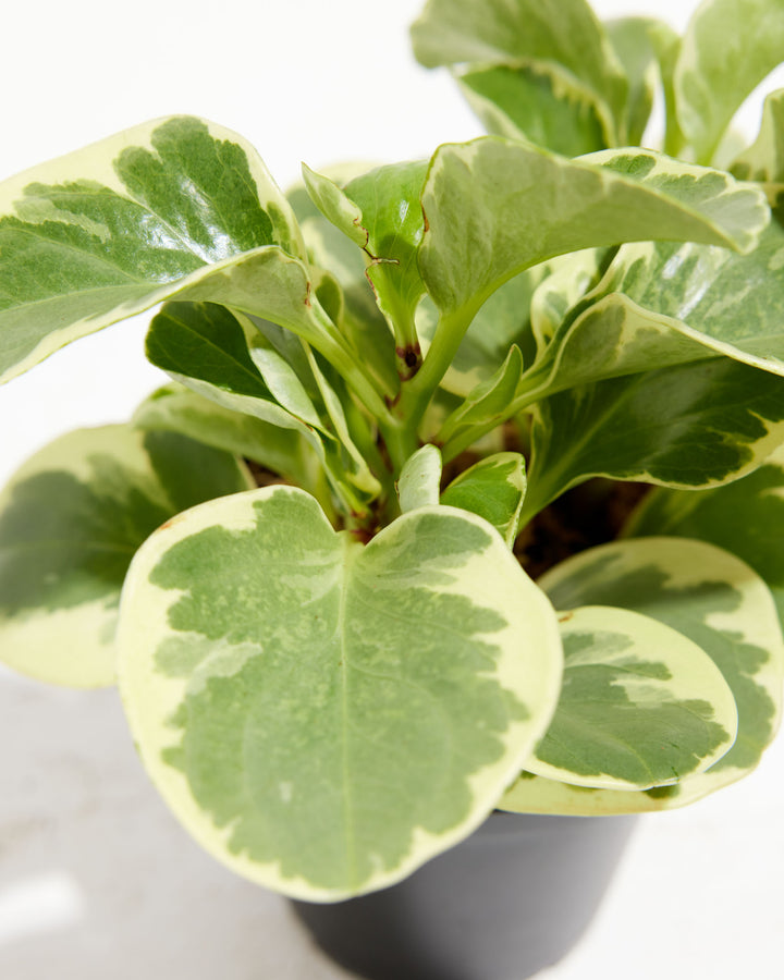 Peperomia Obtusifolia - close-up of variegated green and cream leaves in grower's pot