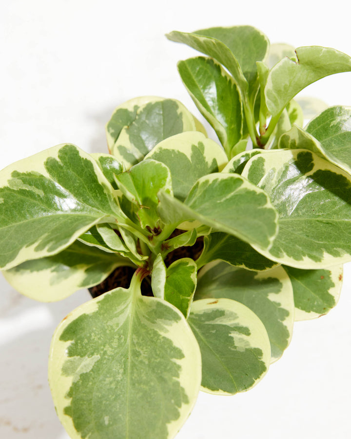 Peperomia Obtusifolia - close-up of glossy variegated green and cream leaves in grower's pot