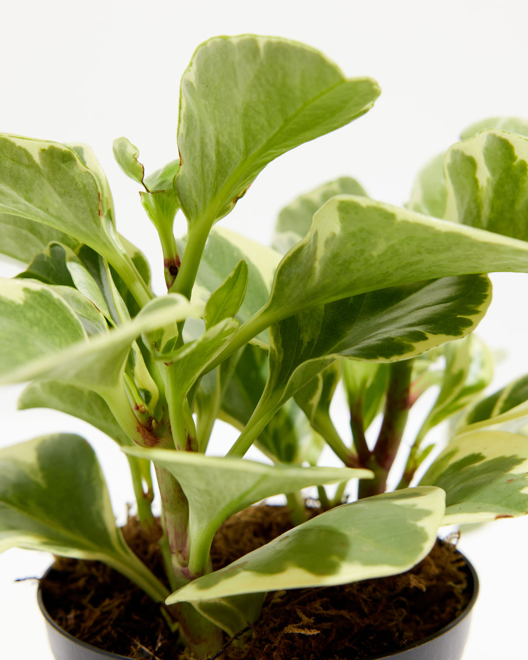 Peperomia Obtusifolia - close-up of variegated leaves and red-tinged stems in grower's pot