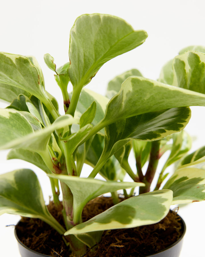 Peperomia Obtusifolia - close-up of variegated leaves and red-tinged stems in grower's pot