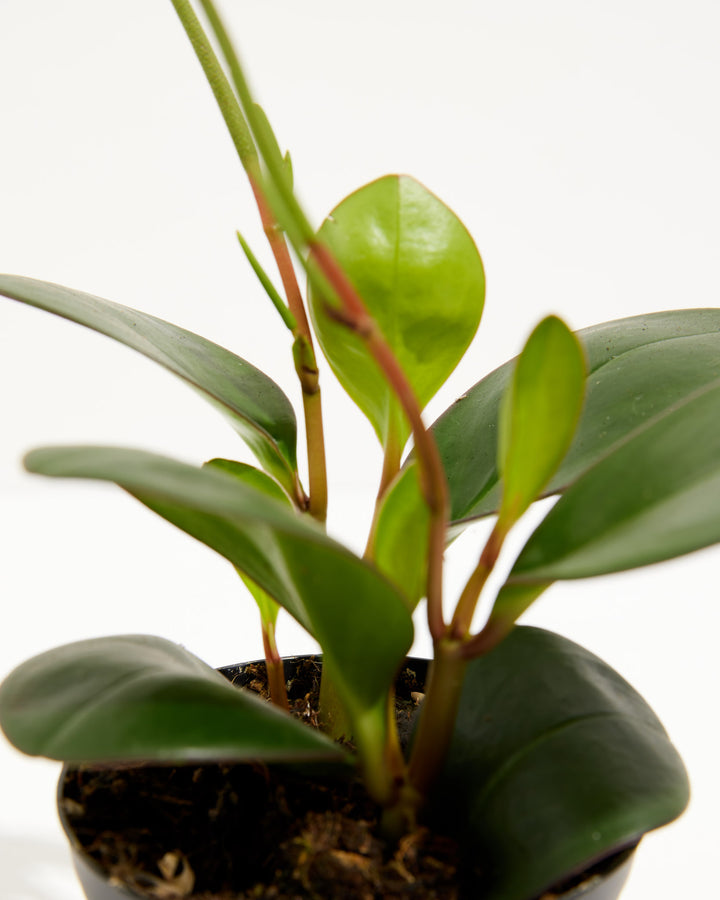 Peperomia "Red Margin", Lively Root, Plant, , , , 