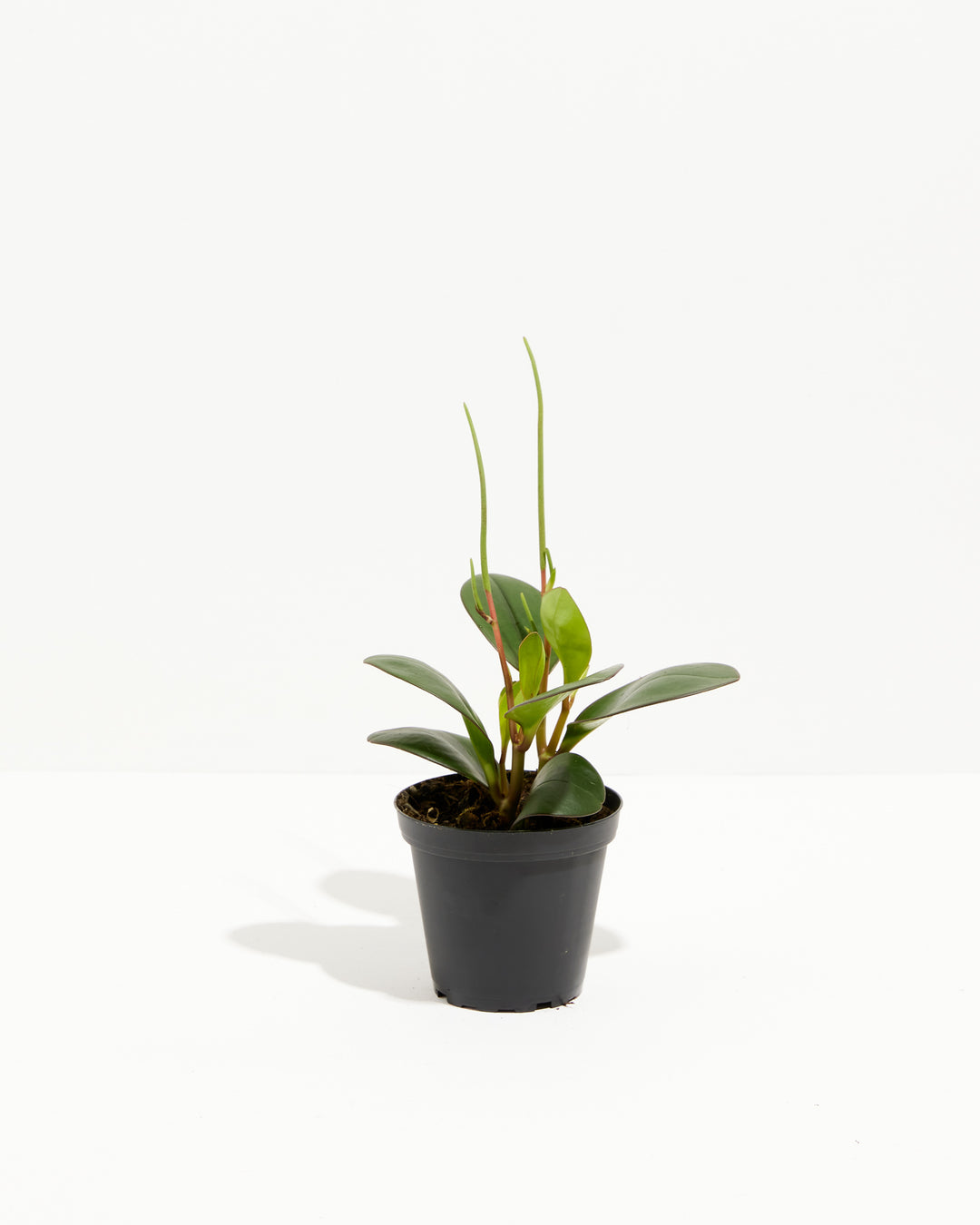 Peperomia "Red Margin", Lively Root, Plant, Size, Small, , 