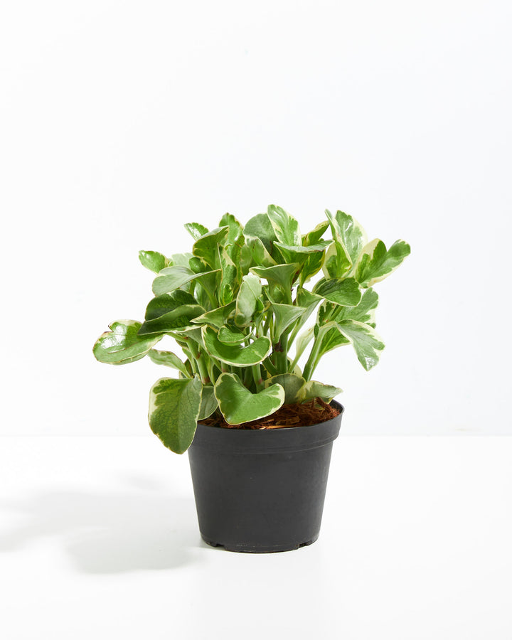 Peperomia Variegata - live indoor plant with green and cream variegated leaves in black grower's pot