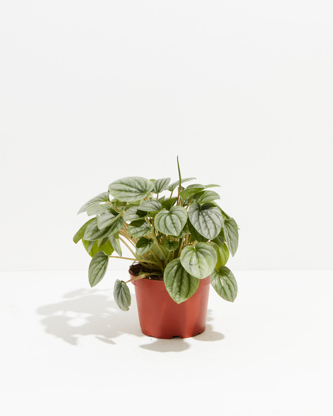 Peperomia Frost, Lively Root, Plant, Size, Medium, , 
