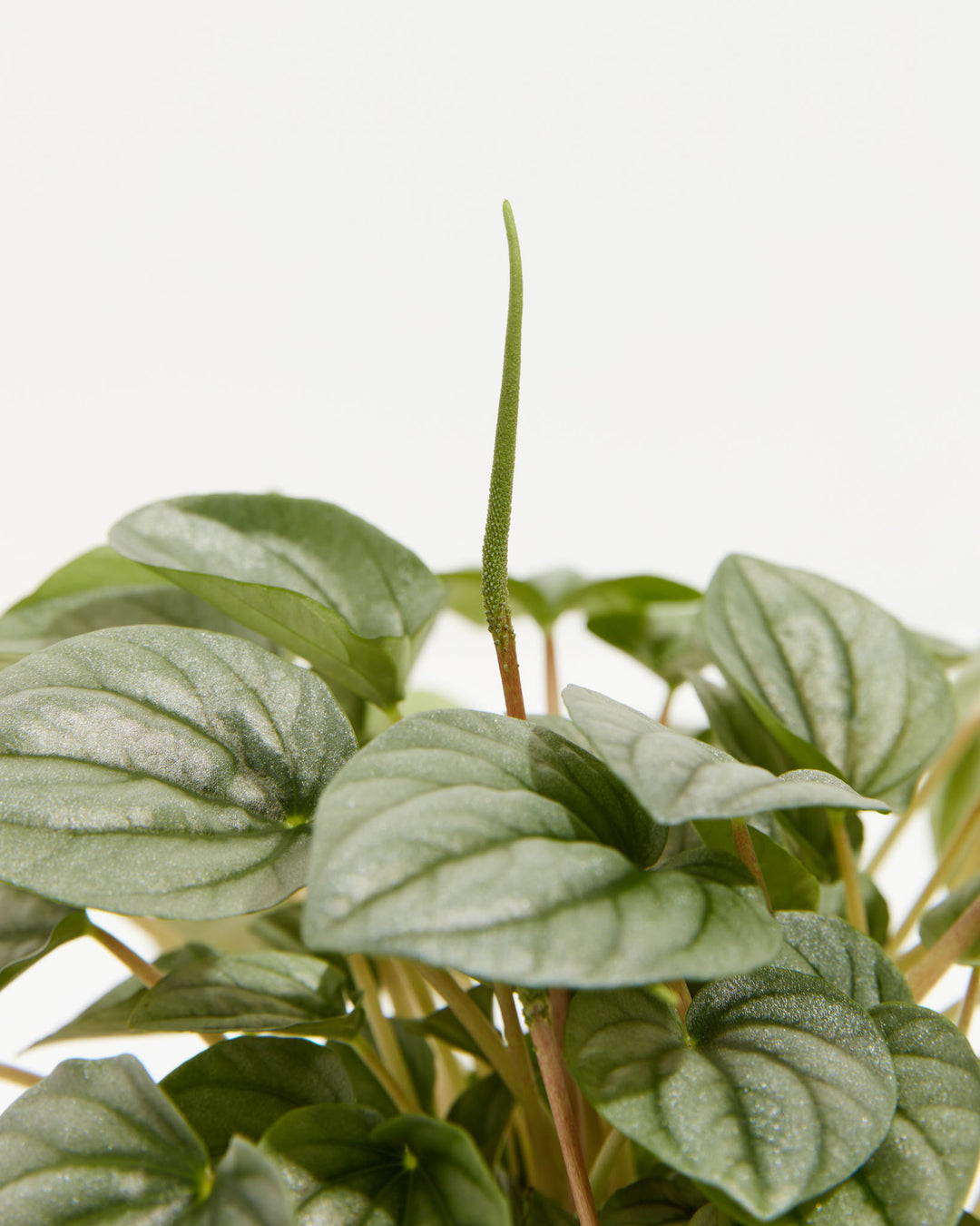 Peperomia Frost, Lively Root, Plant, , , , 