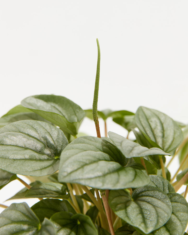 Peperomia Frost, Lively Root, Plant, , , , 