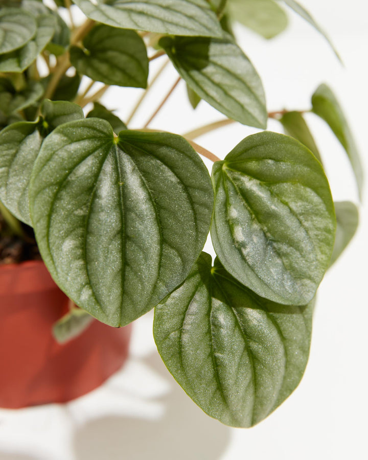 Peperomia Frost, Lively Root, Plant, , , , 