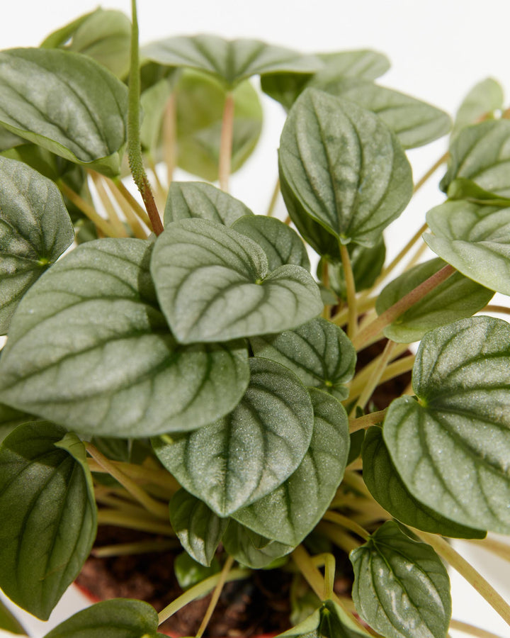 Peperomia Frost, Lively Root, Plant, , , , 