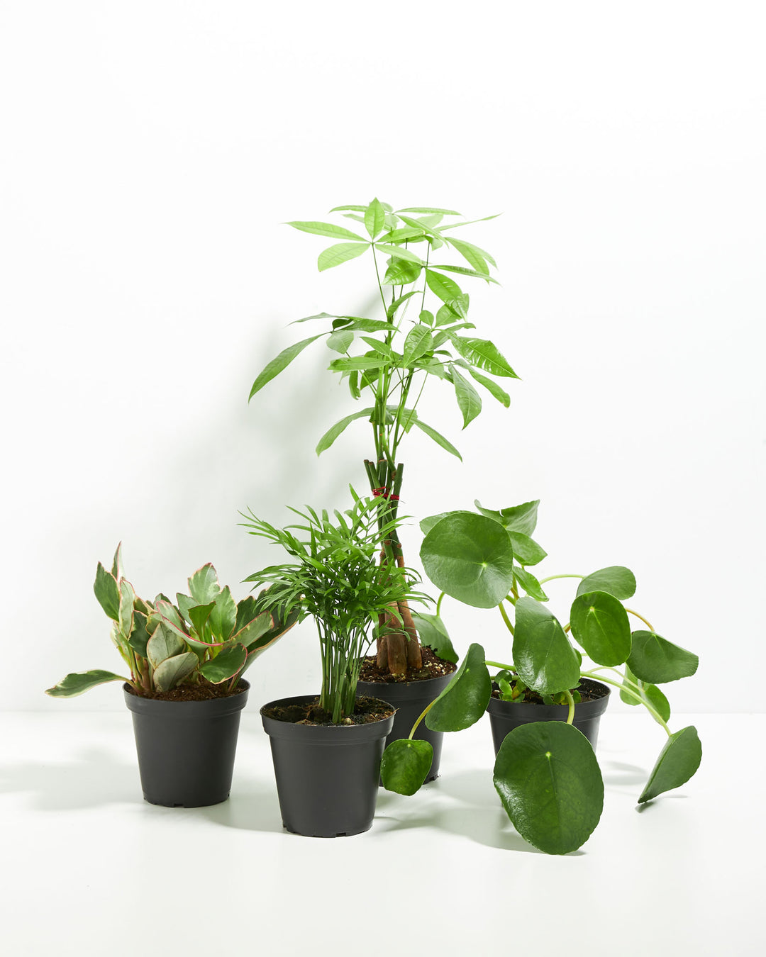 Perfectly Sized Pet-Friendly Assortment of four ASPCA-certified houseplants including Money Tree, Parlor Palm, Peperomia, and Pilea in black grower pots on white background