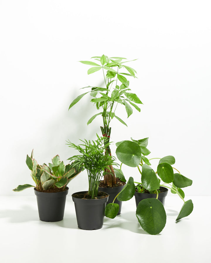 Perfectly Sized Pet-Friendly Assortment of four ASPCA-certified houseplants including Money Tree, Parlor Palm, Peperomia, and Pilea in black grower pots on white background
