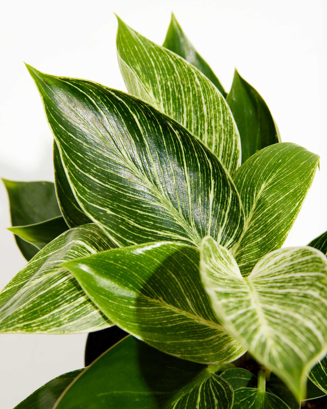 6 inch Philodendron Birkin (Philodendron 'Birkin') in a black grower pot with close-up detail of large glossy leaves showing bold white pinstripe variegation ranging from heavily variegated new growth to deep green mature foliage against a white background.