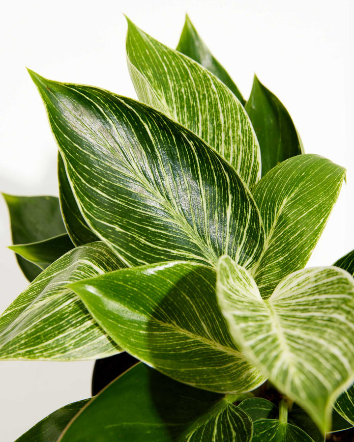 6 inch Philodendron Birkin (Philodendron 'Birkin') in a black grower pot with close-up detail of large glossy leaves showing bold white pinstripe variegation ranging from heavily variegated new growth to deep green mature foliage against a white background.