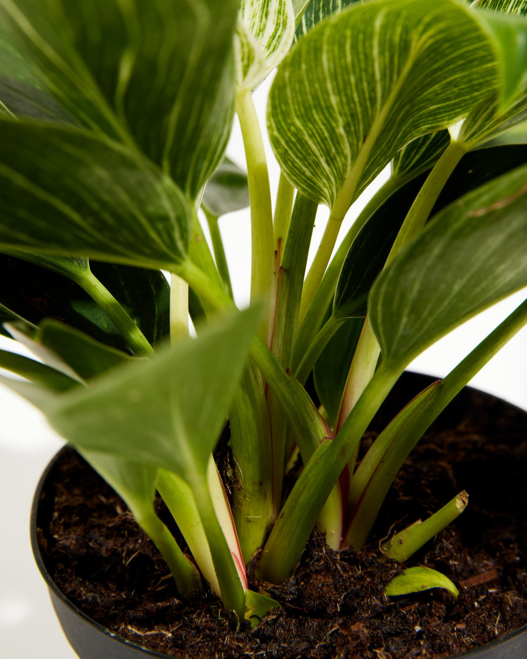 6 inch Philodendron Birkin (Philodendron 'Birkin') in a black grower pot with close-up detail of the base showing multiple healthy green stems with pink blush, rich dark soil, and pinstripe-variegated foliage overhead against a white background.
