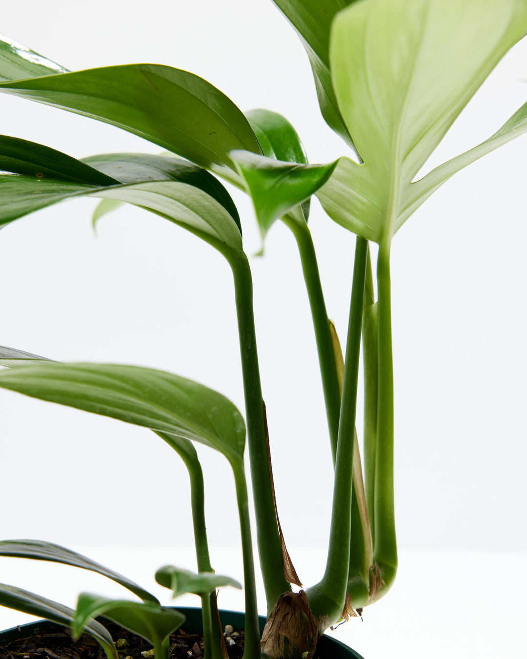 Dragon's Tail Philodendron