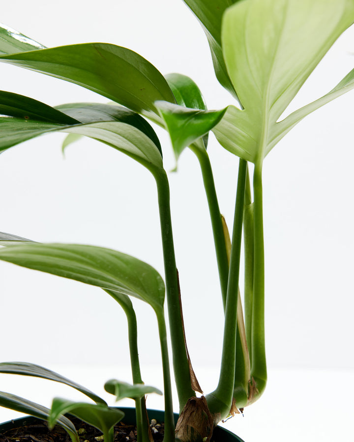 Dragon's Tail Philodendron