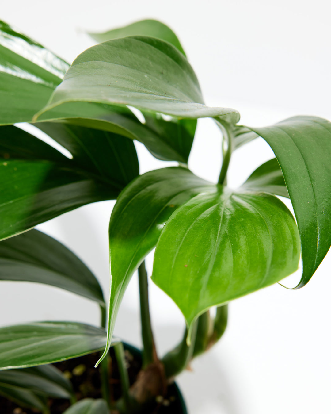 Dragon's Tail Philodendron