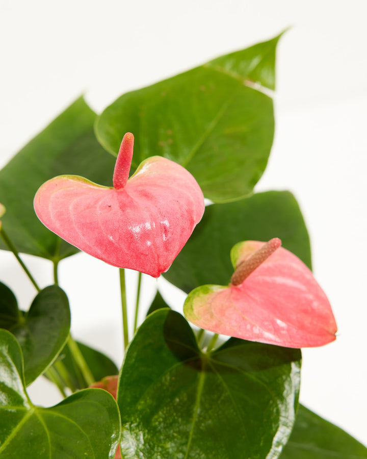 Close-up of Pink Anthurium showing two vibrant pink waxy spathes with prominent yellow spadix against glossy dark green heart-shaped leaves