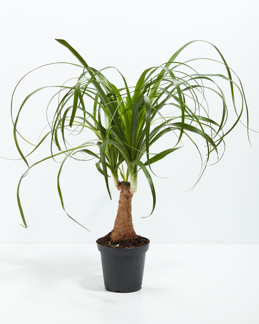 Ponytail Palm Tree