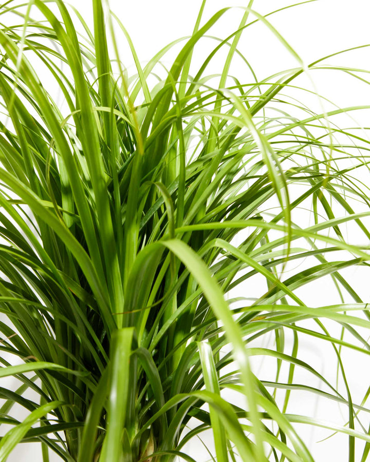 Bright, over-the-top view of a Ponytail Palm tree displaying a lush, thick growth of fine green cascading fronds against a clean white backdrop.