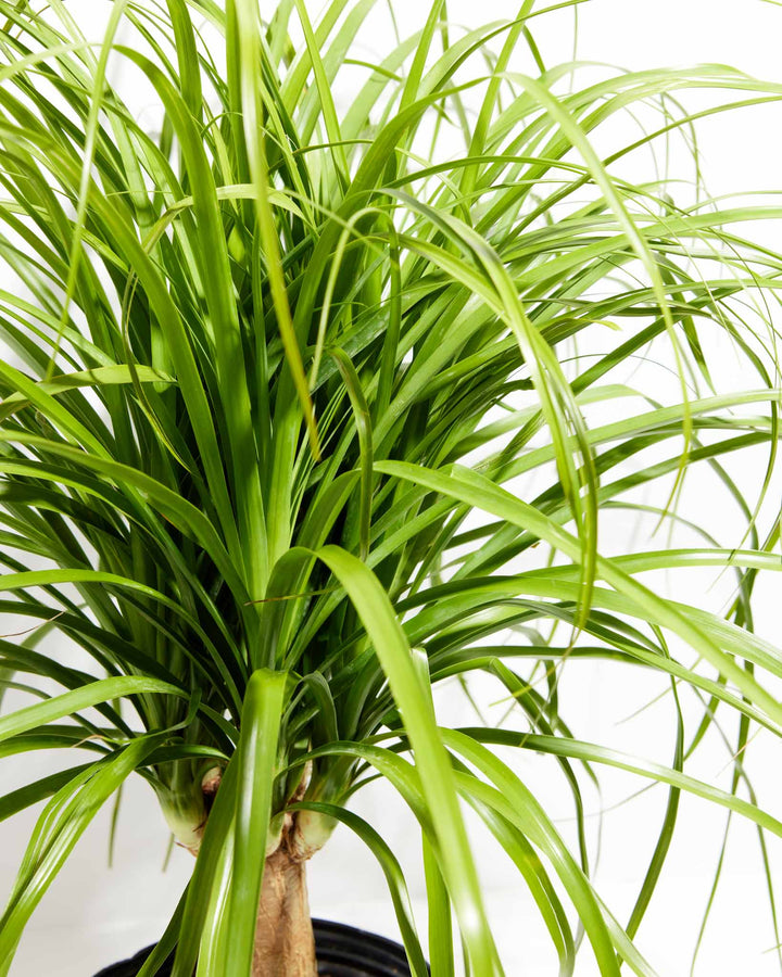 Bright, close-up view of a Ponytail Palm tree showing light green cascading leaves growing from the top of its textured trunk in a black pot.