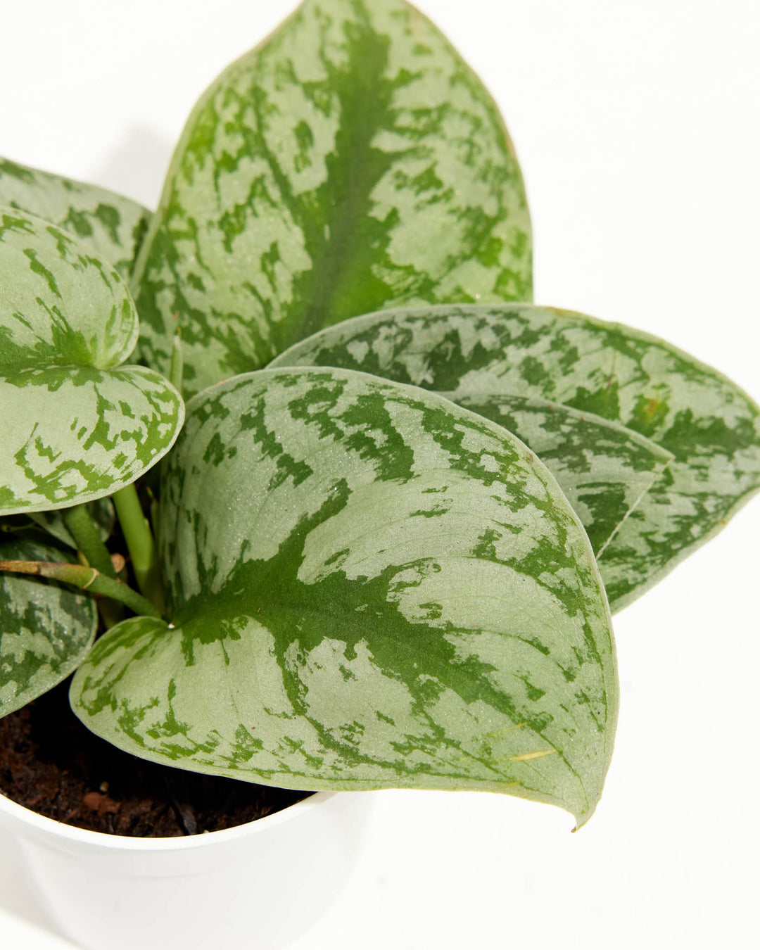 Extreme close-up macro of Silver Satin Pothos leaves, metallic silver splashes and cream spots on green