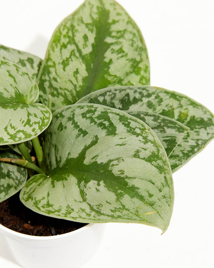 Extreme close-up macro of Silver Satin Pothos leaves, metallic silver splashes and cream spots on green