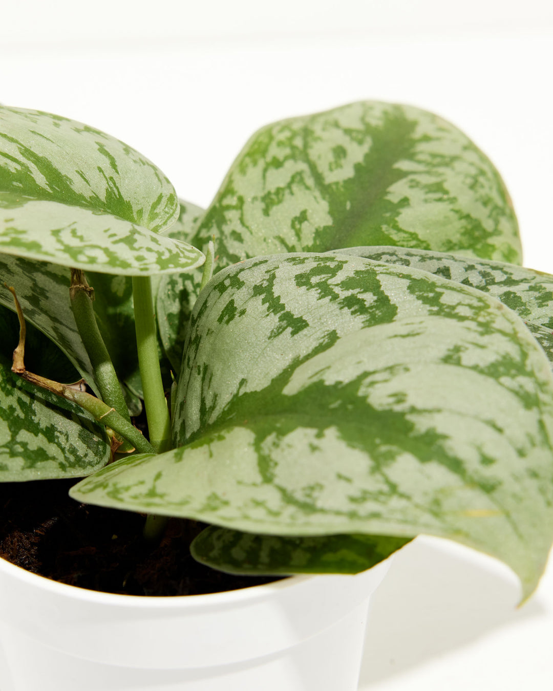 Silver Satin Pothos leaf macro detail, silvery-white variegation pattern on dark green foliage, textured surface