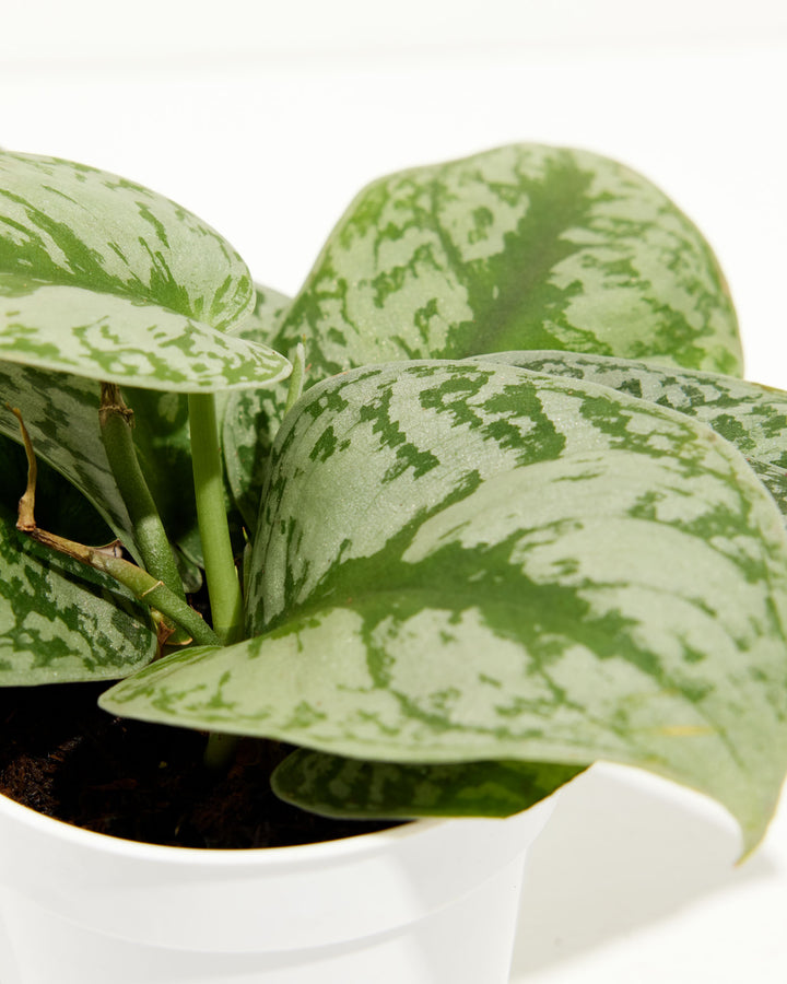 Silver Satin Pothos leaf macro detail, silvery-white variegation pattern on dark green foliage, textured surface