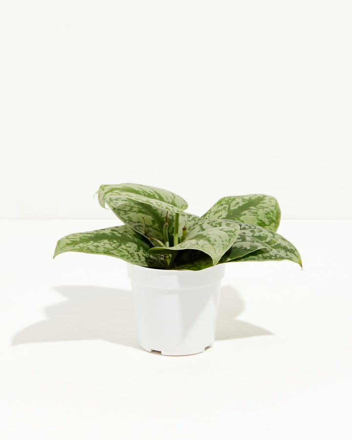 Silver Satin Pothos full plant in white ceramic pot, compact trailing growth, silvery-speckled leaves