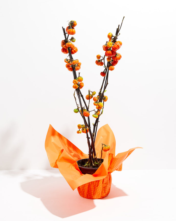Live Pumpkin On A Stick - 40% Off, Lively Root, Plant, Size, 1 Gallon, , 